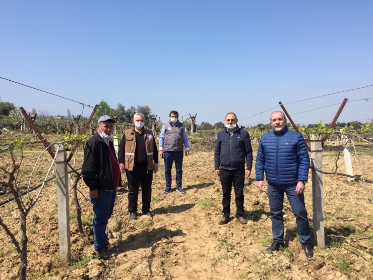 Feromon Tel Bağları Salkım Güvesinden Koruyacak