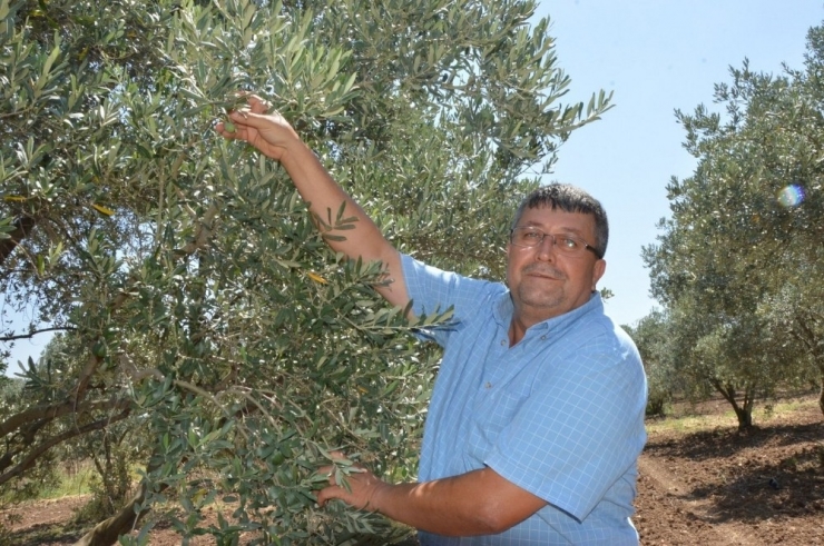 Manisa’da Zeytin Ve Zeytinyağı İhracatı Yüzleri Güldürdü