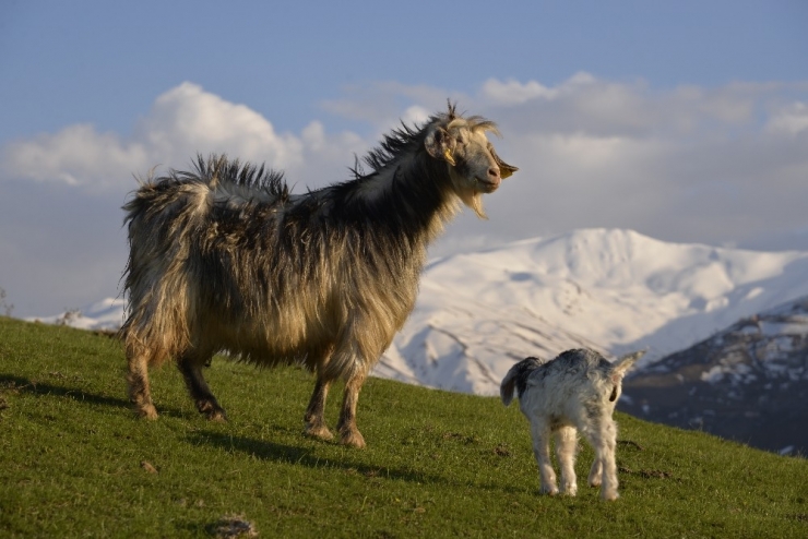 Küçükbaş Hayvanlar Ova Ve Dağlarda Otlatılmaya Başlandı