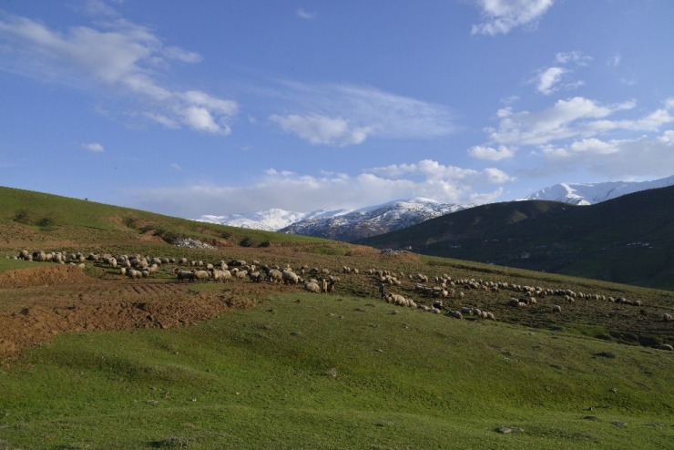 Küçükbaş Hayvanlar Ova Ve Dağlarda Otlatılmaya Başlandı