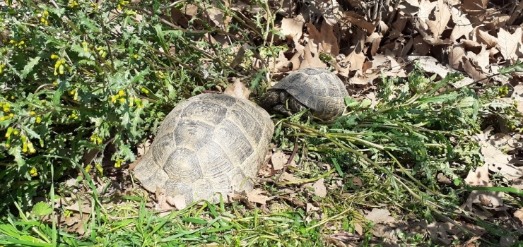 Kaplumbağalar Kış Uykusundan Uyandı