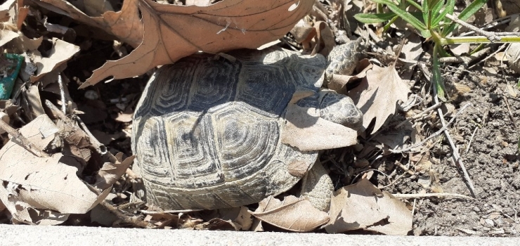 Kaplumbağalar Kış Uykusundan Uyandı