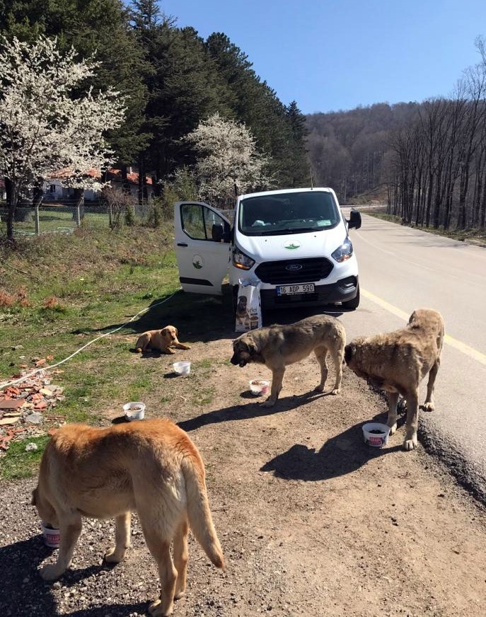 Sokak Hayvanları Sahipsiz Kalmadı