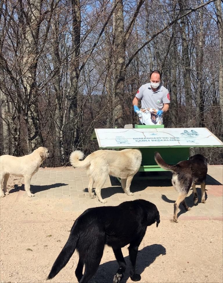 Sokak Hayvanları Sahipsiz Kalmadı