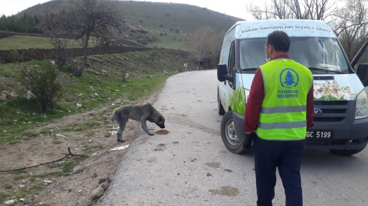 Sokağa Çıkma Yasağında Sevimli Dostlara Şefkat Eli