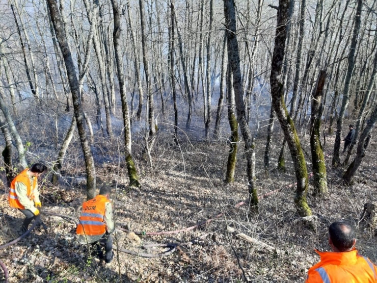 Türkeli’de Orman Yangını