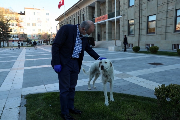 Vali Çakacak, Sokak Hayvanlarını Besledi