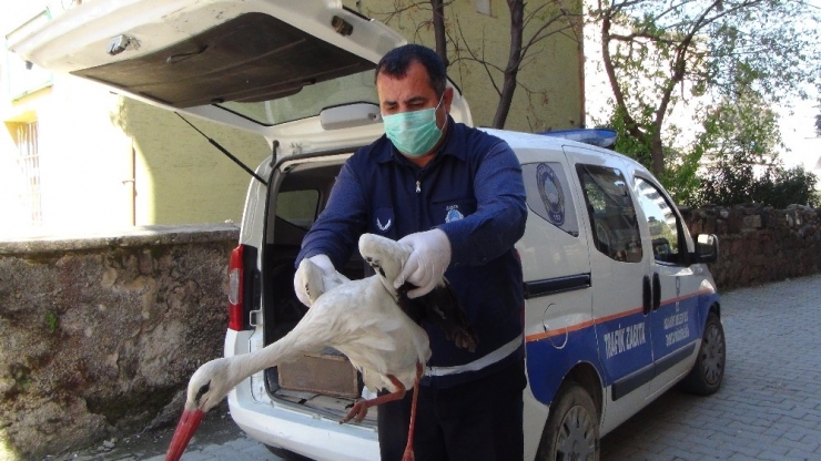 Yaralı Halde Bulunan Leylek Tedavi Altına Alındı