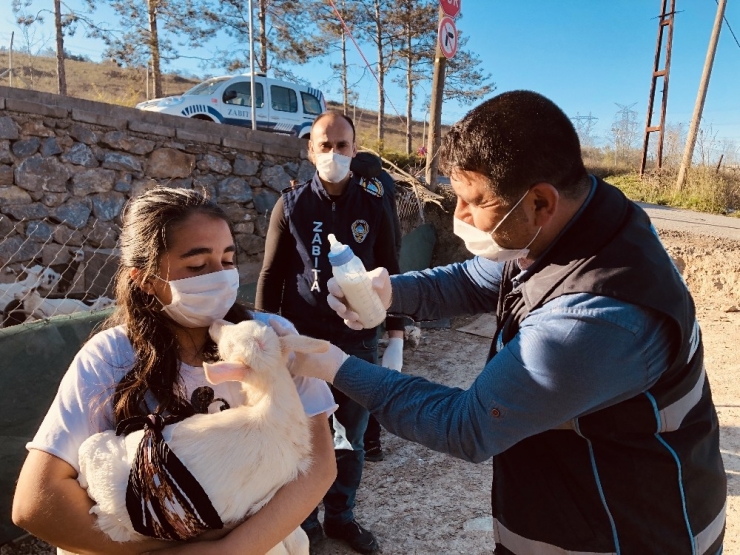Annesi Ölen Yavru Keçi İçin Zabıtadan Biberon İstediler