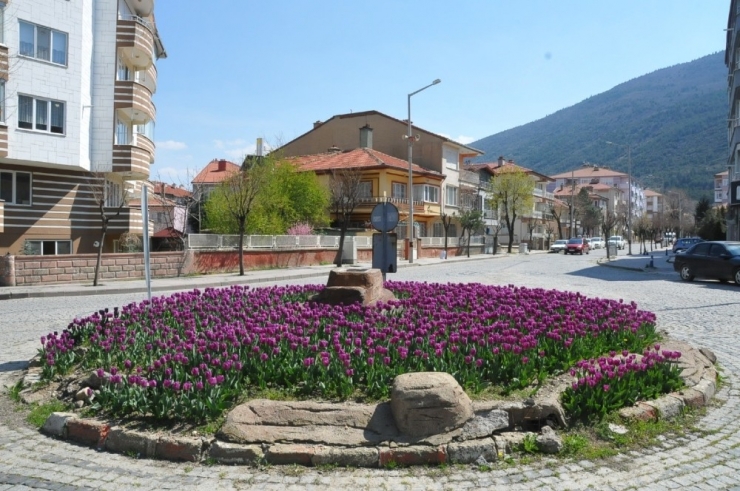 Akşehir Lalelerle Renklendi