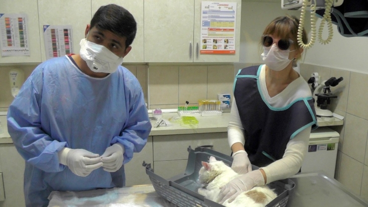 Avustralya’dan Gelen Kedi, Havalı Silahla Vuruldu