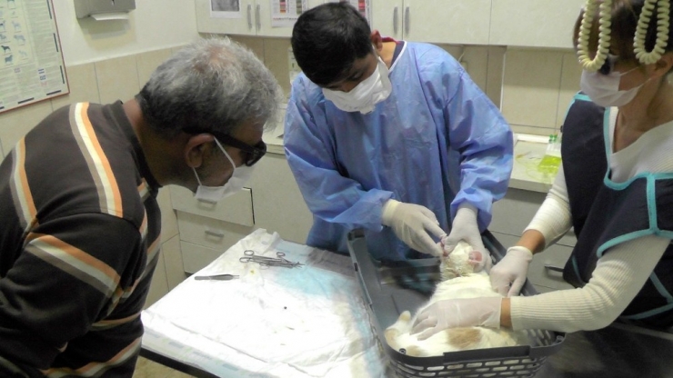 Avustralya’dan Gelen Kedi, Havalı Silahla Vuruldu