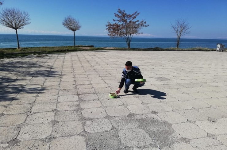 Adilcevaz Belediyesi Sokak Hayvanlarını Unutmadı