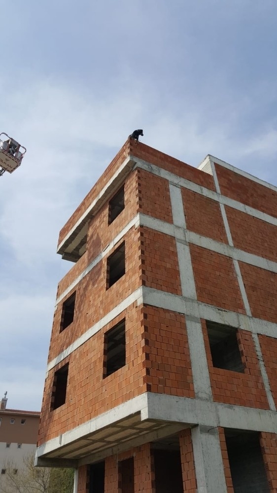 Boş İnşaatın Çatısına Çıkan Köpek Düşmekten Son Anda Kurtarıldı