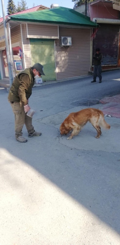 Sahipsiz Hayvanları Beslediler