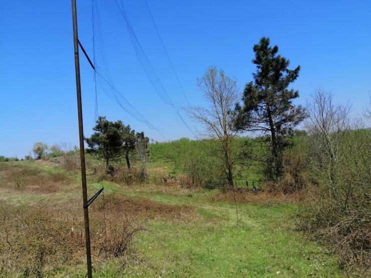 Saka Kuşu Avlamak İçin Ağ Gerdiler