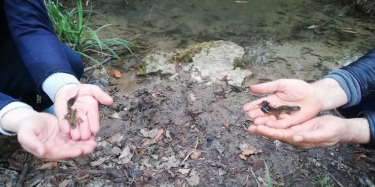 Ejderhaya Benzettikleri Su Canlısı Bakın Ne Çıktı