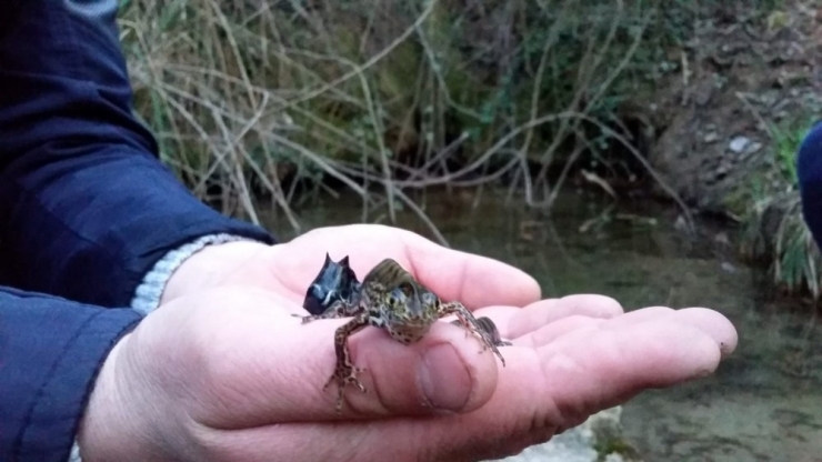 Ejderhaya Benzettikleri Su Canlısı Bakın Ne Çıktı