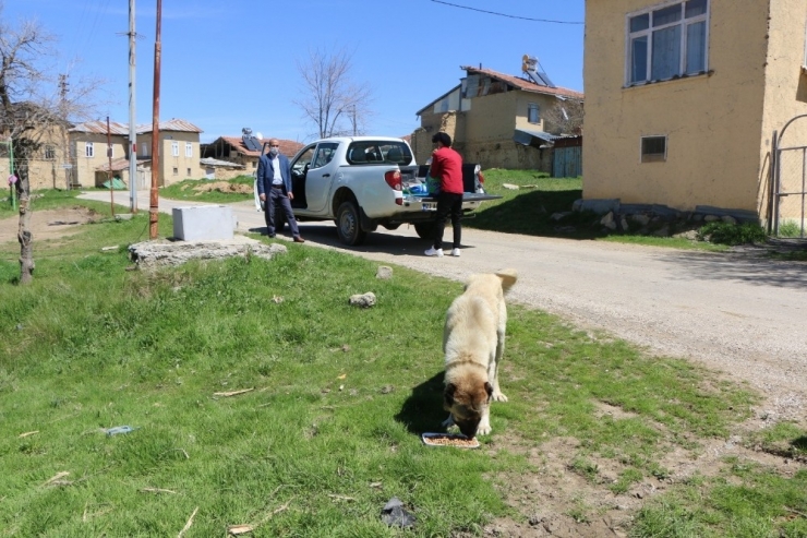 Köylerdeki Sokak Hayvanları Unutulmadı