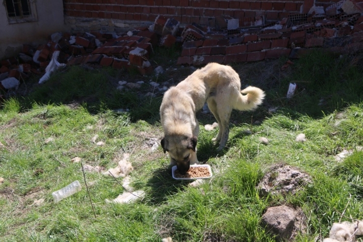 Köylerdeki Sokak Hayvanları Unutulmadı