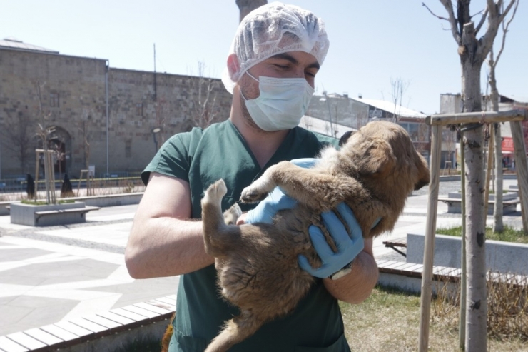 Büyükşehir Sokak Hayvanlarını Unutmadı