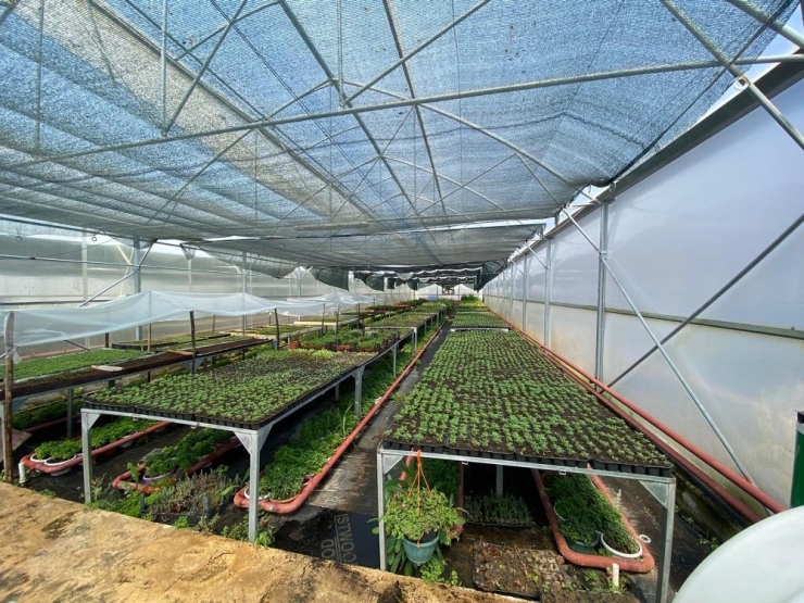 Gölbaşı Belediyesinden 80 Bin Organik Sebze Fidesi