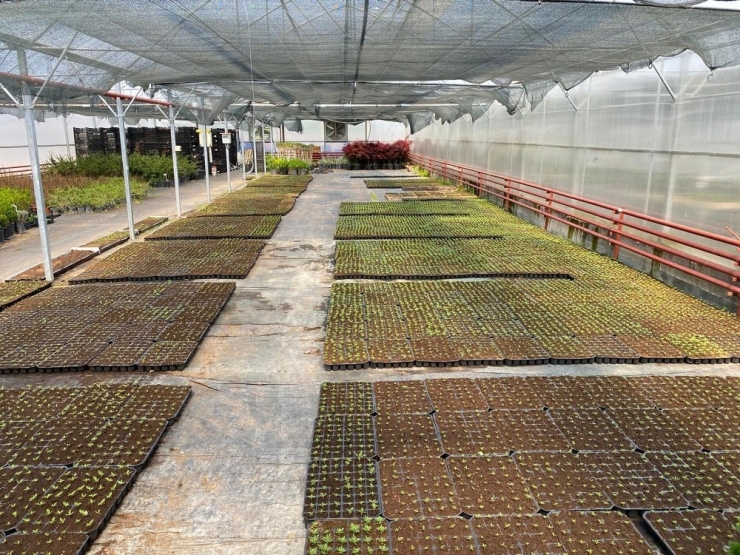 Gölbaşı Belediyesinden 80 Bin Organik Sebze Fidesi