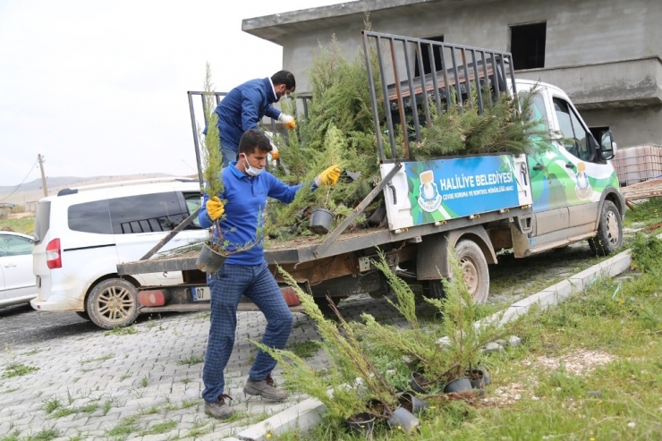 Haliliye’de Yeşillendirme Çalışmaları
