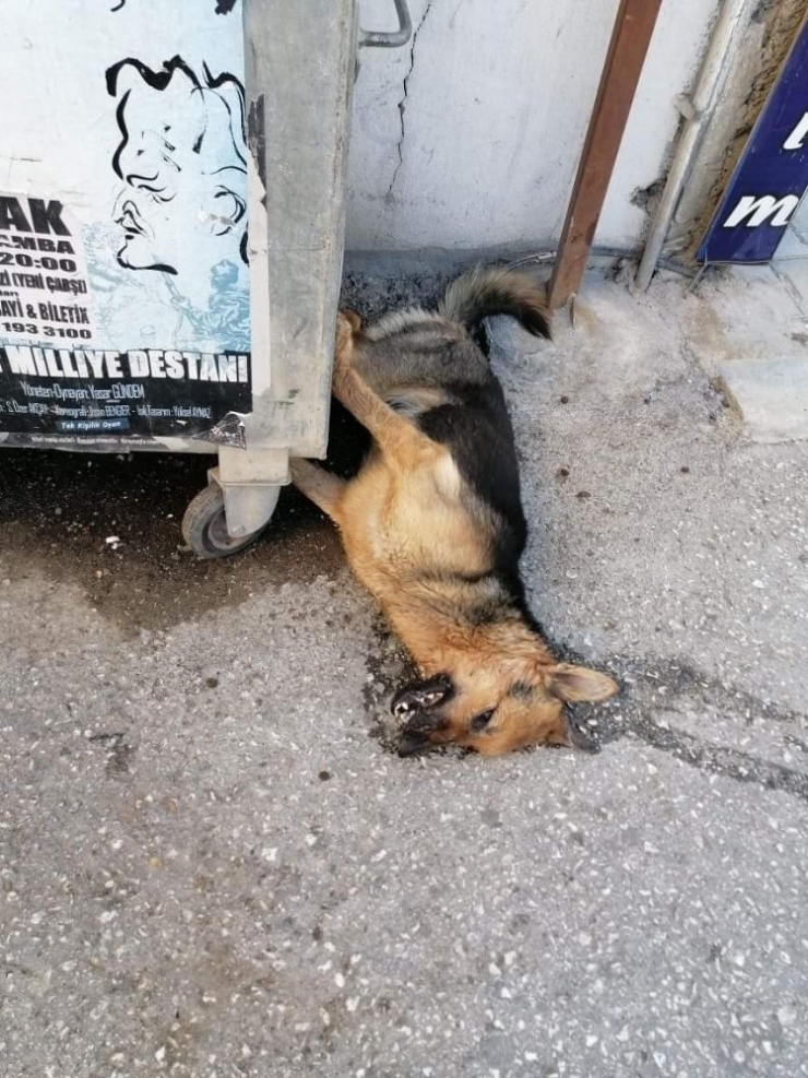 Zehirlenen Köpek Telef Oldu, Vatandaşlar Tepki Gösterdi