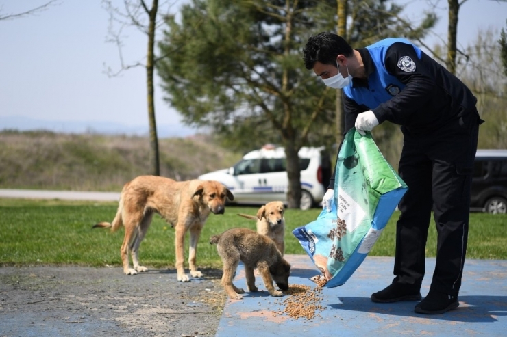 Başkan Kocaman Sokak Hayvanlarını Elleriyle Besledi
