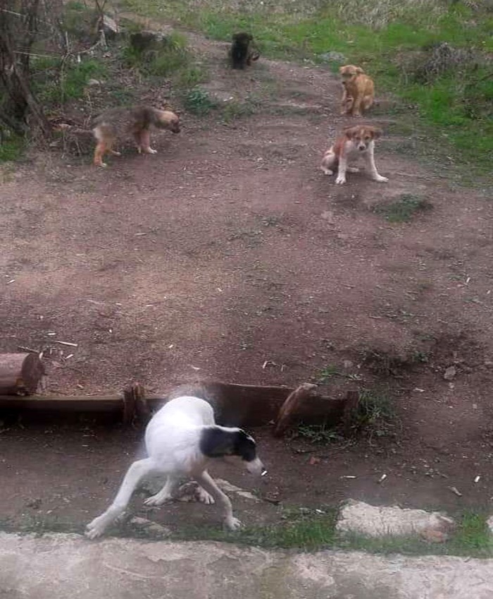 Topladıkları Köpekleri, Ormanlık Alana Bırakarak Ölüme Terk Ettiler