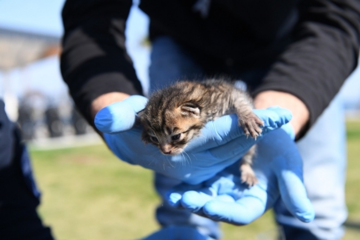 Konyaaltı Belediyesi’nden Yavru Kediye Yardım Eli