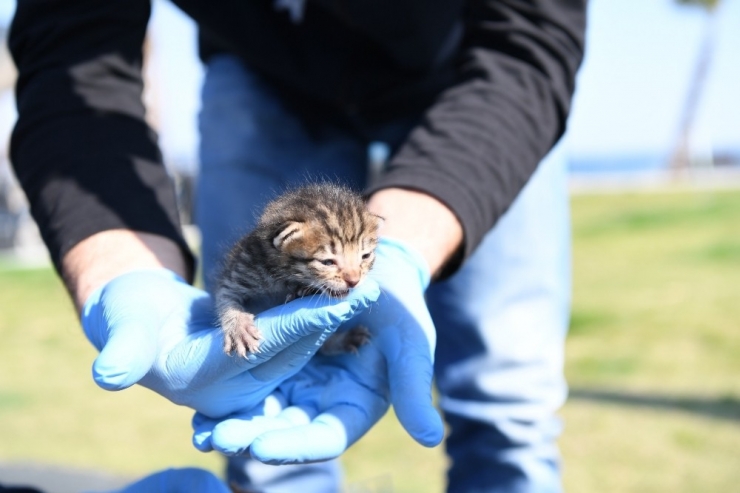 Konyaaltı Belediyesi’nden Yavru Kediye Yardım Eli