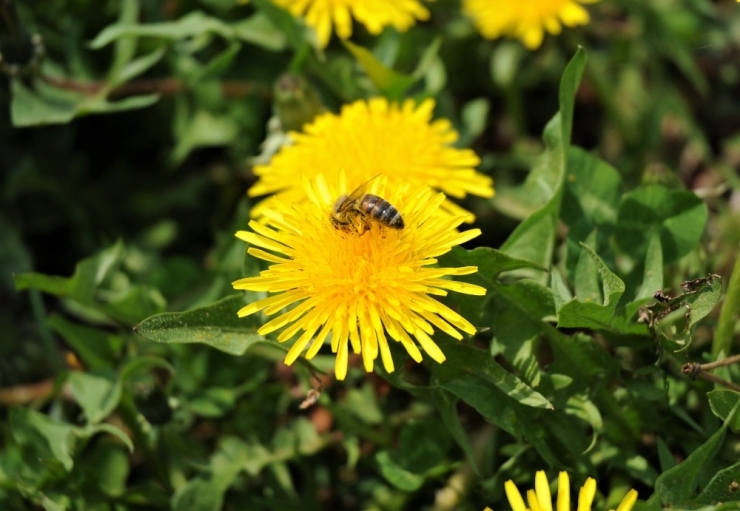 Korona Döneminde Eskişehir’den Bahar Manzaraları
