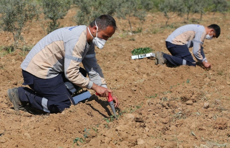Buca’da Korona Virüsüne Karşı Gıda Önlemi: 16 Dönümde 40 Bin Fide