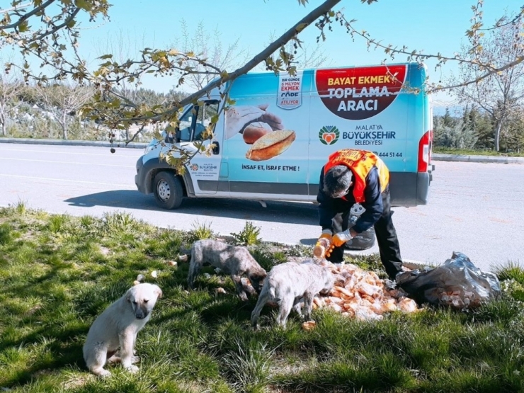 Malatya’da Parklara Sokak Hayvanları İçin Ekmek Bırakılıyor