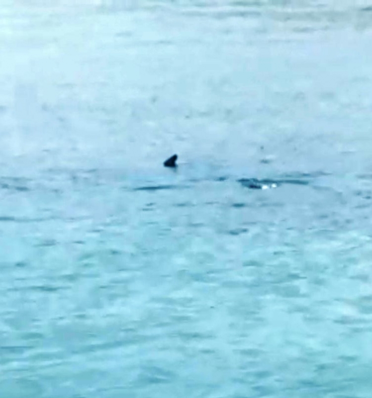 Köpek Balığı Zannettiler, Zargana Azmanı Çıktı