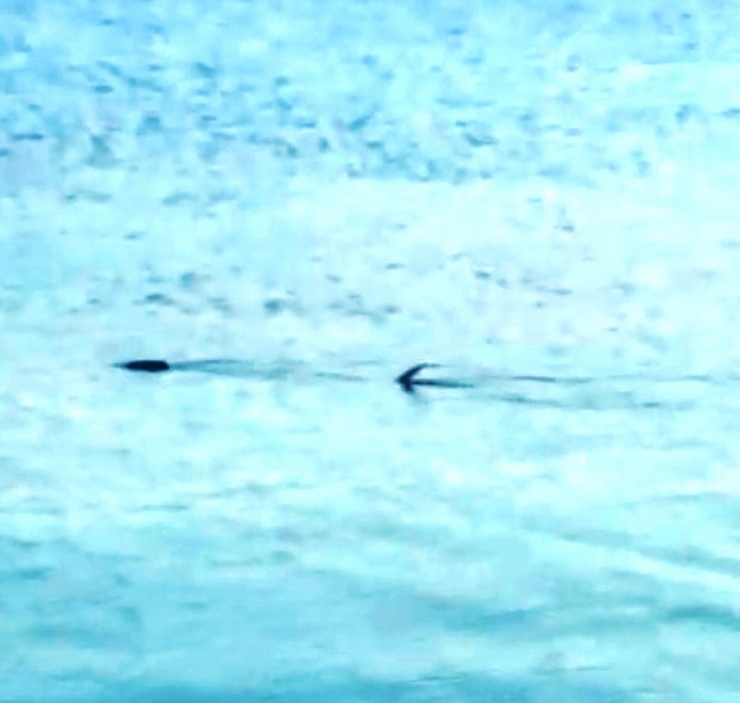 Köpek Balığı Zannettiler, Zargana Azmanı Çıktı