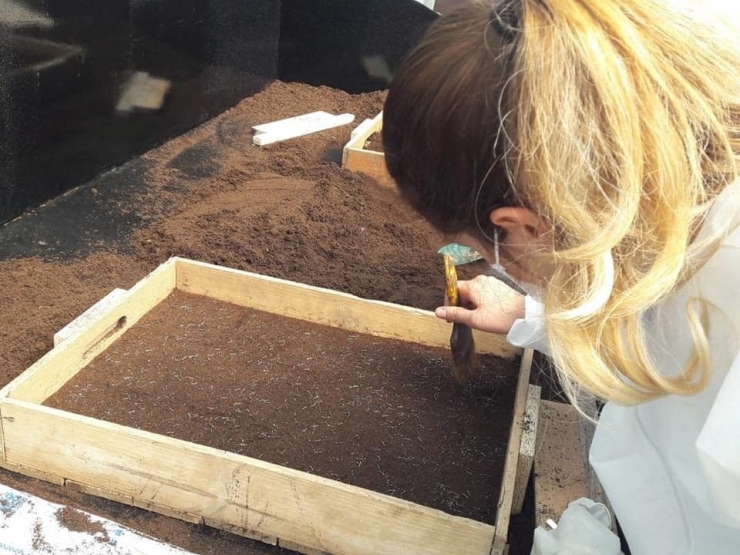 Safranbolu Belediyesi İlk Çiçek Tohumlamasını Yaptı