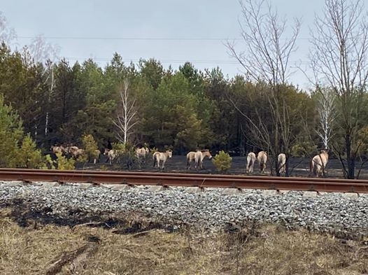 Çernobil’de 10 Gündür Süren Yangın Söndürüldü