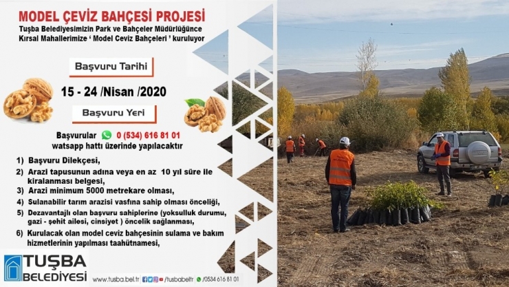 Tuşba Belediyesinden ‘Model Ceviz Bahçesi’ Projesi