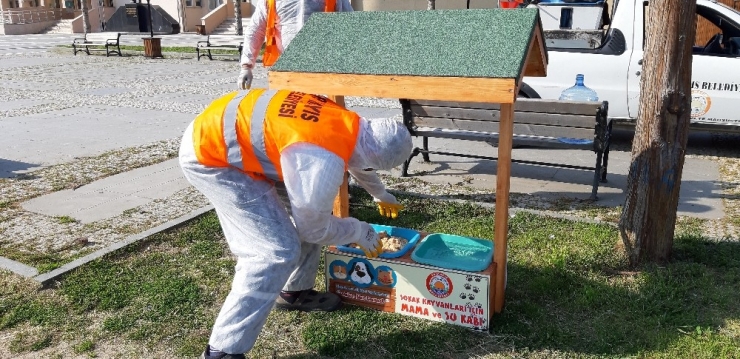 19 Mayıs Belediyesi Sokak Hayvanlarını Unutmadı