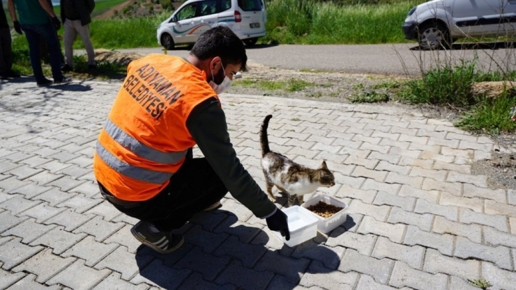Sokak Hayvanlarına Mama Verildi