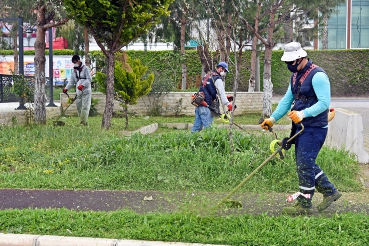 Aliağa Belediyesi Yabani Ot Ve Haşere İle Mücadele Başlattı
