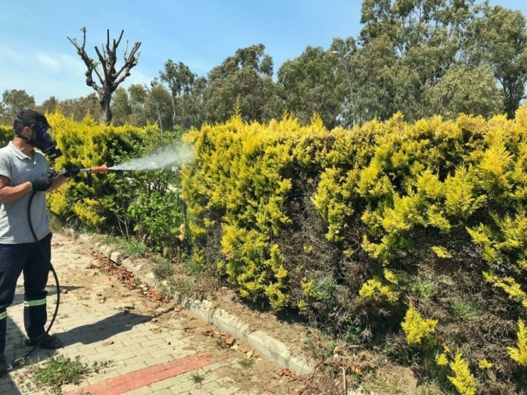 Aliağa Belediyesi Yabani Ot Ve Haşere İle Mücadele Başlattı