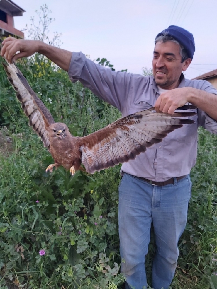 Tarlada Bulduğu Yaralı Şahini Yetkilere Teslim Etti