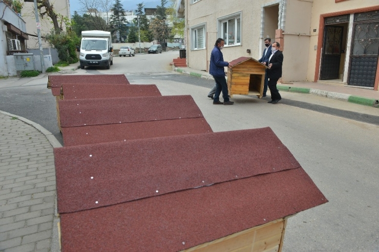 Evde Kaldı, Sokak Hayvanları İçin 5 Ev Yaptı
