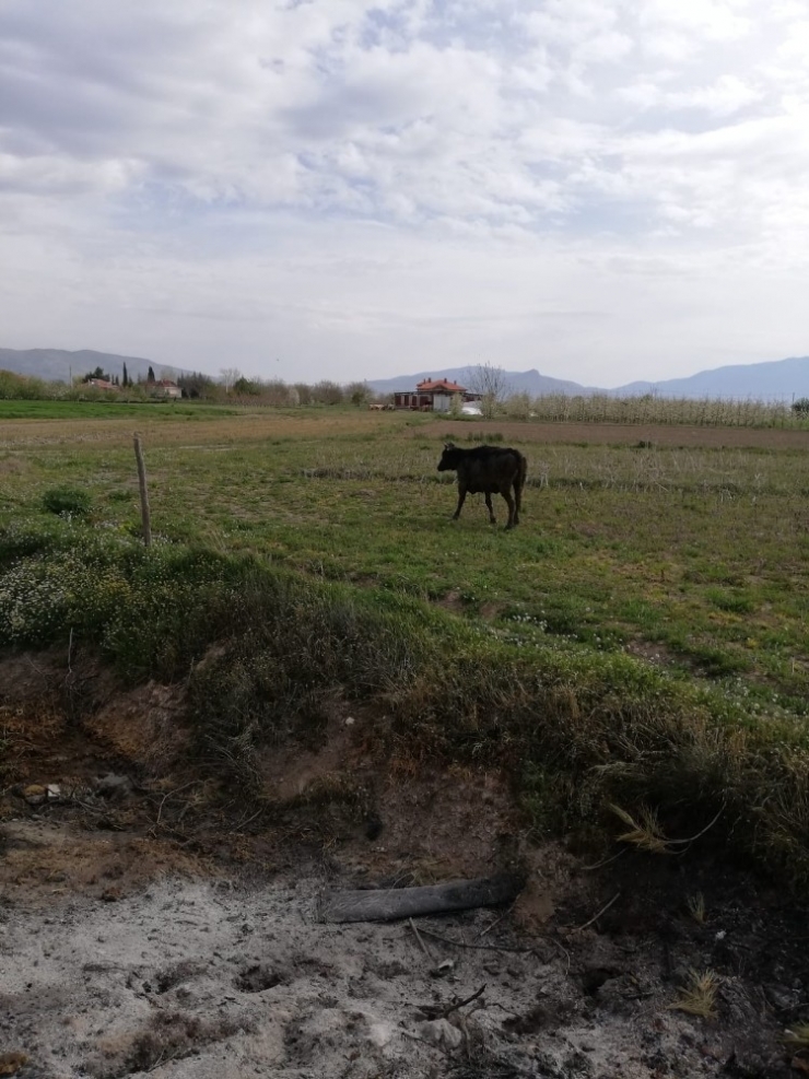 Tezek Birikintisinden Çıkamayan İneği İtfaiye Kurtardı