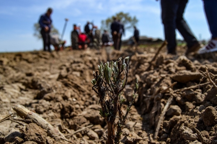 Edirne’de Lavanta Ekimi Yapıldı