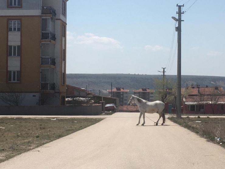 Başıboş Atlara Hala Çözüm Bulunamadı